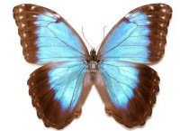 MORPHO HELENOR GUERRERENSIS 